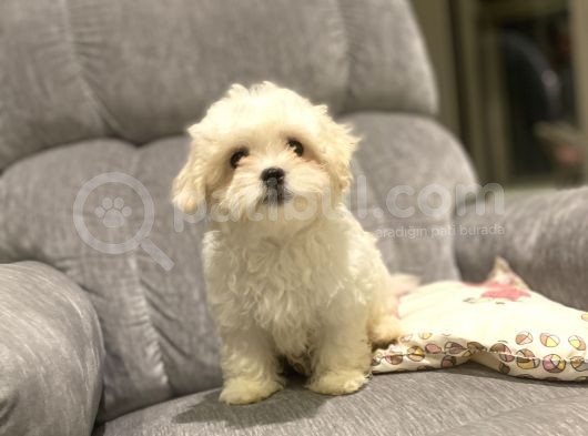 Orji̇nal Maltese Terri̇er Bebekler görsel