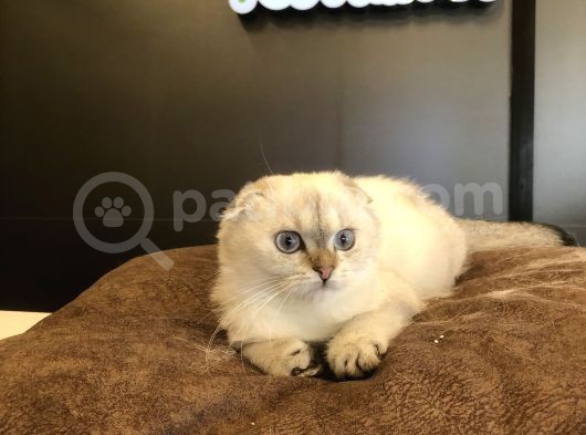 Golden Poınt Scottısh Fold