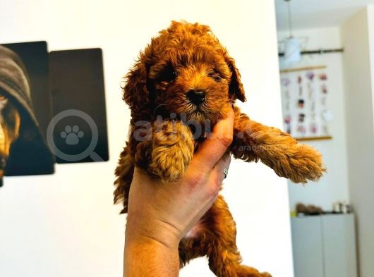 Ortalama 2 Kilo Kore Tea Cup Toy Poodle Dişi Yavrumuz görsel