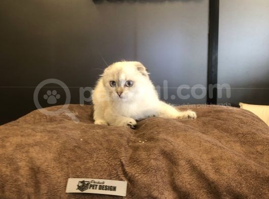 Golden Poınt Scottısh Fold görsel