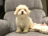Orji̇nal Maltese Terri̇er Bebekler