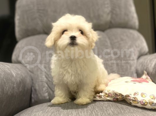 Orji̇nal Maltese Terri̇er Bebekler görsel