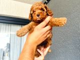 Ortalama 2 kilo kore tea cup toy poodle dişi yavrumuz