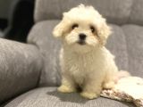 ORJİNAL MALTESE TERRİER BEBEKLER