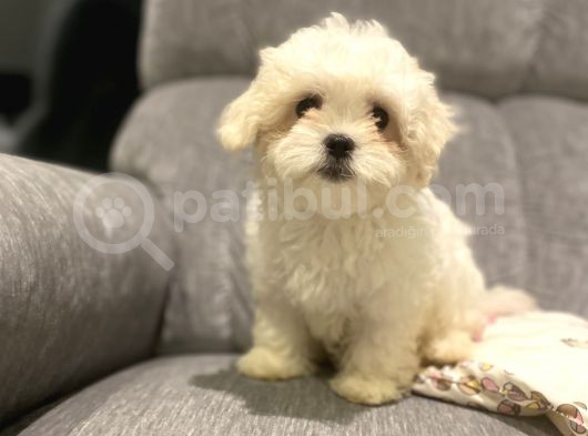Orji̇nal Maltese Terri̇er Bebekler