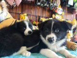 Dunyani̇n En Zeki̇ Irki Border Collie
