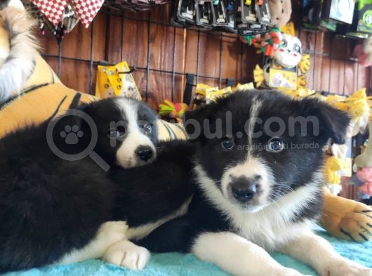 Dunyani̇n En Zeki̇ Irki Border Collie görsel