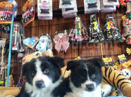 Dunyani̇n En Zeki̇ Irki Border Collie görsel