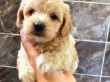 MALTİPO CİNSİ 