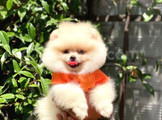 0-3 Aylık Yavru Pomeranian