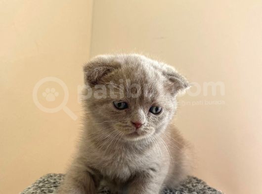 Scotti̇sh Fold Yavru Yeni̇ Evi̇ne Gi̇tmeye Hazir görsel
