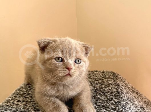 Scotti̇sh Fold Yavru Yeni̇ Evi̇ne Gi̇tmeye Hazir görsel