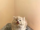 BEBEK SURAT BRİTİSH LONGHAİR