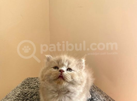 Bebek Surat Bri̇ti̇sh Longhai̇r
