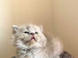Bebek Surat Bri̇ti̇sh Longhai̇r