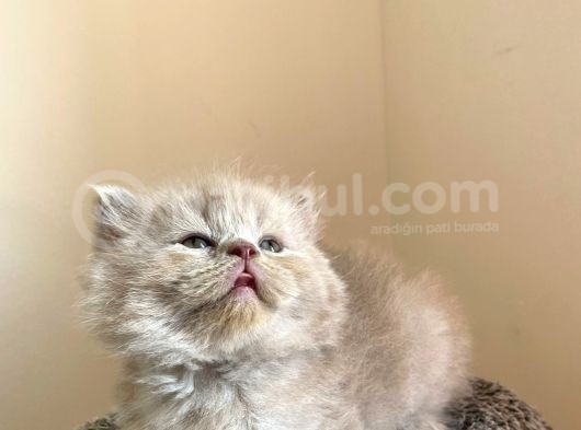 Bebek Surat Bri̇ti̇sh Longhai̇r görsel