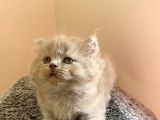 Bebek Surat Bri̇ti̇sh Longhai̇r