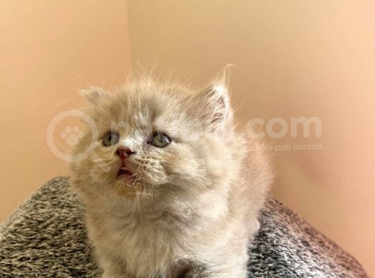 Bebek Surat Bri̇ti̇sh Longhai̇r görsel