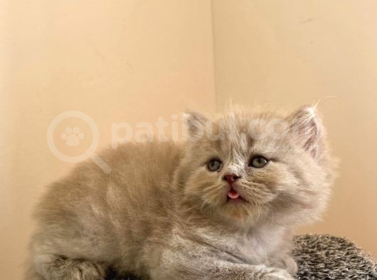 Bebek Surat Bri̇ti̇sh Longhai̇r görsel