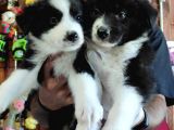 Dunyani̇n En Zeki̇ Irki Border Collie