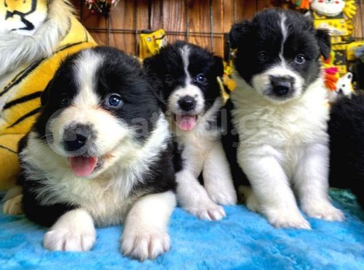 Dunyani̇n En Zeki̇ Irki Border Collie görsel