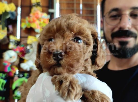 A Scr Muhteşem Toy Poodle  Yavrularimiz görsel