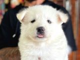 AYİ YAVRUSU SAMOYED A KALİTE IRK