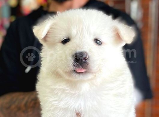 Ayi̇ Yavrusu Samoyed A Kali̇te Irk