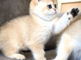 British Golden Safkan Torunlar