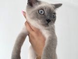 British shorthair blue point bebekler uygun fiyatlı verilecektir