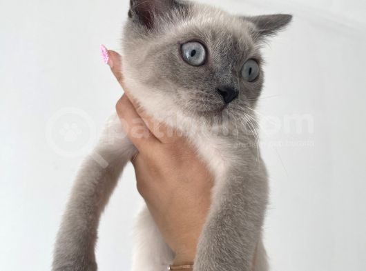 British Shorthair Blue Point Bebekler Uygun Fiyatlı Verilecektir