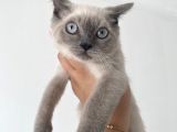 British Shorthair Blue Point Bebekler Uygun Fiyatlı Verilecektir