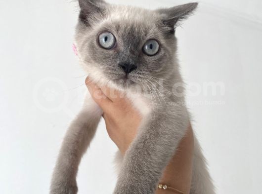 British Shorthair Blue Point Bebekler Uygun Fiyatlı Verilecektir görsel