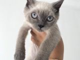 British Shorthair Blue Point Bebekler Uygun Fiyatlı Verilecektir