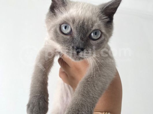 British Shorthair Blue Point Bebekler Uygun Fiyatlı Verilecektir görsel