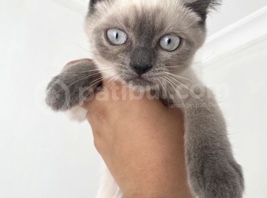 British Shorthair Blue Point Bebekler Uygun Fiyatlı Verilecektir görsel
