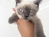 British Shorthair Blue Point Bebekler Uygun Fiyatlı Verilecektir