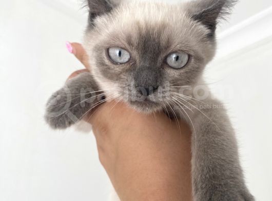British Shorthair Blue Point Bebekler Uygun Fiyatlı Verilecektir görsel