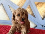 Toy Poodle Safkan