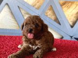 Toy Poodle Safkan