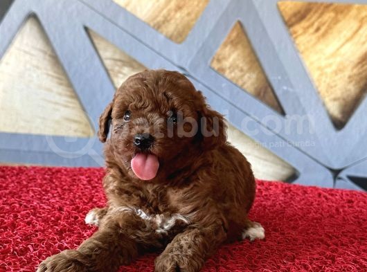 Toy Poodle Safkan görsel