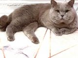 Bebek Surat Bri̇ti̇sh Longhai̇r