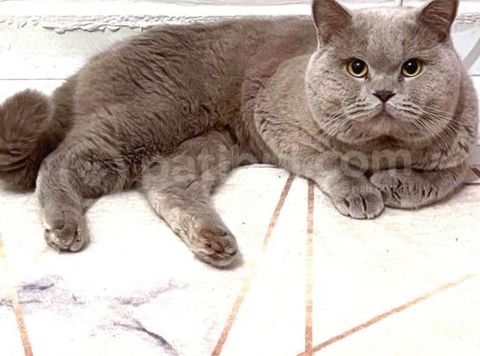 Bebek Surat Bri̇ti̇sh Longhai̇r görsel