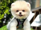 Safkan Pomeranian Boo Yavrularımız