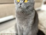 Bebek Surat Bri̇ti̇sh Longhai̇r
