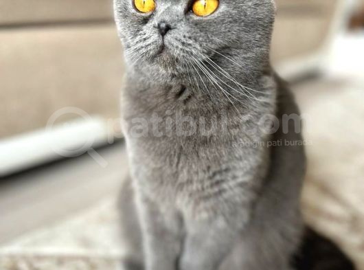 Bebek Surat Bri̇ti̇sh Longhai̇r görsel