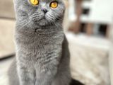 Bebek Surat Bri̇ti̇sh Longhai̇r