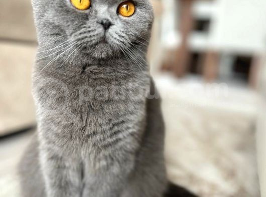 Bebek Surat Bri̇ti̇sh Longhai̇r görsel