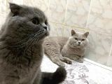 Bebek Surat Bri̇ti̇sh Longhai̇r