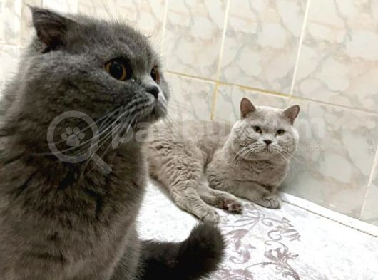Bebek Surat Bri̇ti̇sh Longhai̇r görsel